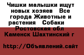   Чишки-малышки ищут новых хозяев - Все города Животные и растения » Собаки   . Ростовская обл.,Каменск-Шахтинский г.